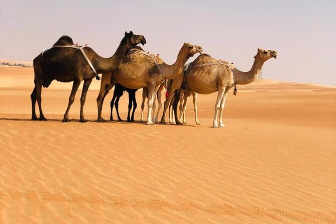Abu Dhabi: Evening Desert Safari with Camel Ride, BBQ & Live Show - BBQ dinner and evening entertainment