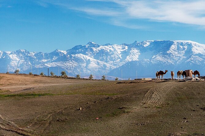 Agafay Desert Sunset Tour with Camel Ride ,Dinner and Show - Key points to know before booking