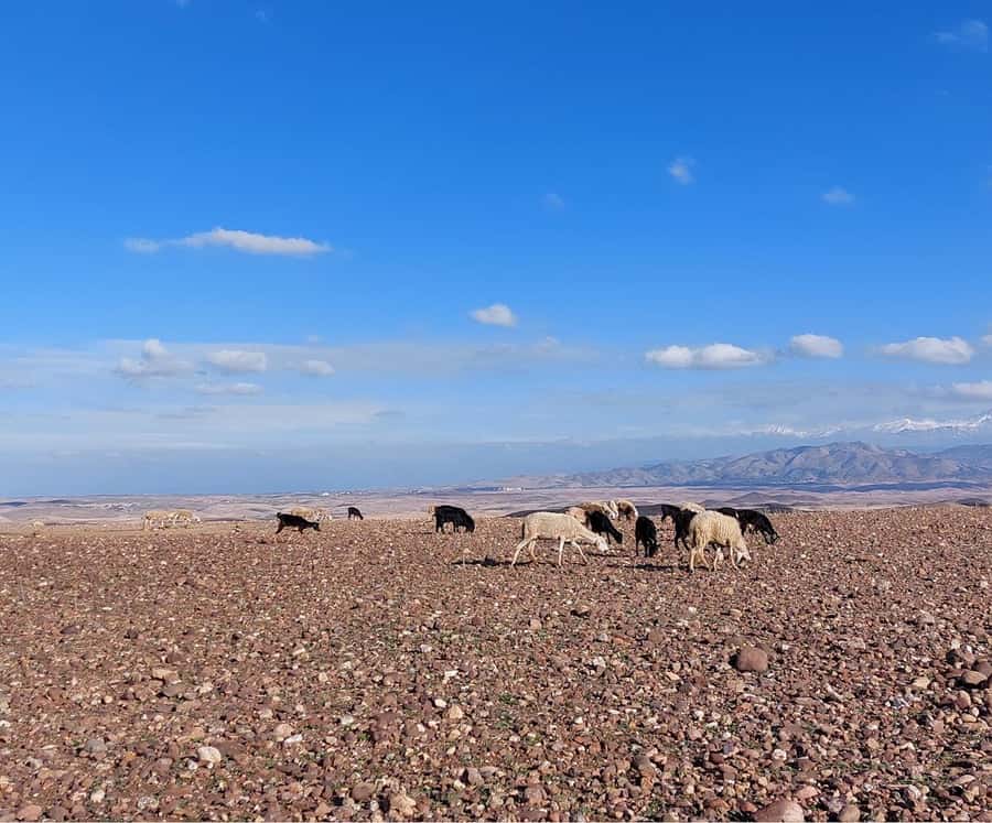 Agafay Desert Sunset Tour with Camel Ride ,Dinner and Show - Practical tips for a smoother evening