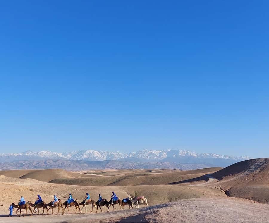 Agafay Desert Sunset Tour with Camel Ride ,Dinner and Show - Who will enjoy this evening most?