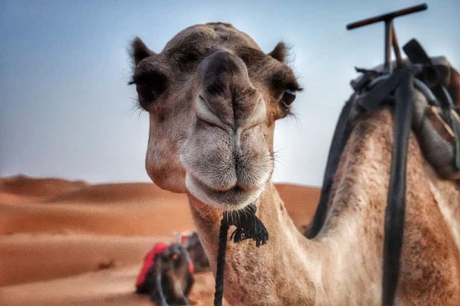 Agafay private tour+camelride+quad bikes+dinner+Show - Key points to know before booking