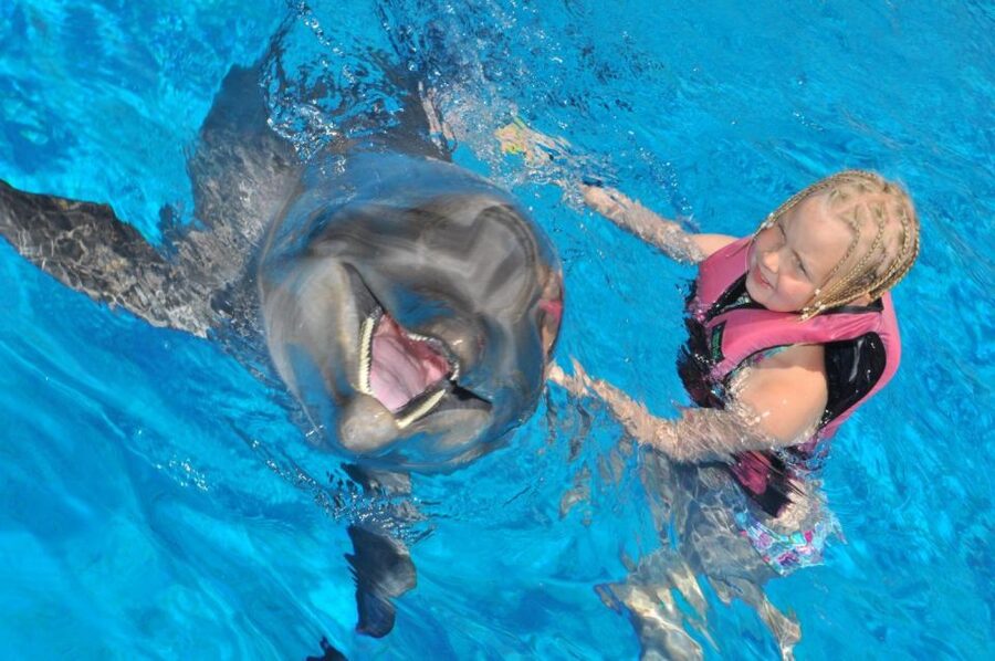 Alanya: Dolphin and Seal Show Ticket with Hotel Transfers - Timing, cancellation, and booking flexibility