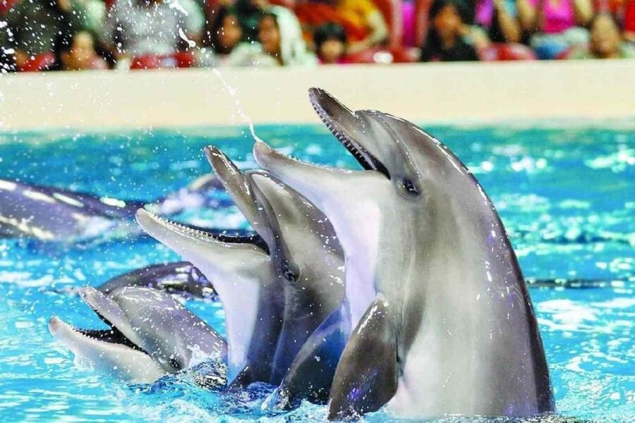 Alanya: Dolphin and Seal Show Ticket with Hotel Transfers - What the Alanya dolphin and seal show is really like