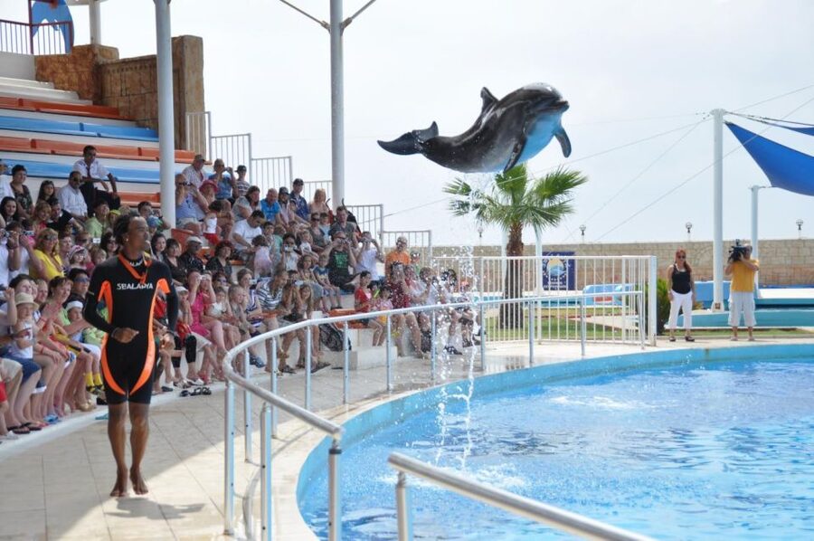 Alanya: Dolphin and Seal Show Ticket with Hotel Transfers - Price, photo costs, and swimming options