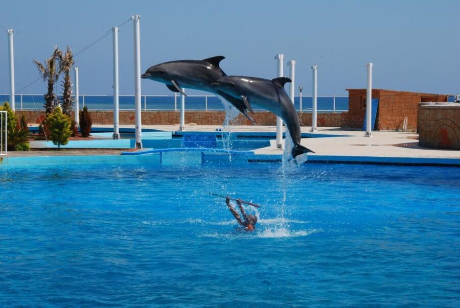Alanya: Dolphin and Seal Show Ticket with Hotel Transfers - Accessibility and language support