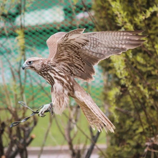 Almaty: Falconry show and Big Almaty Gorge - What past guide feedback tells you