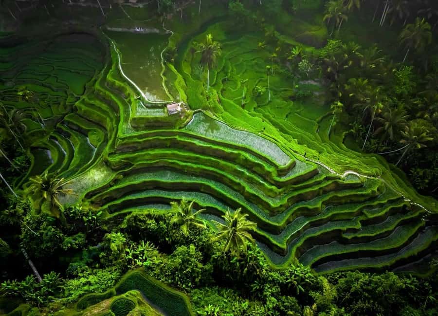 Bali: Barong Dance Show, Ricefields Tegallalang & Waterfall - Guides who add value to the sightseeing
