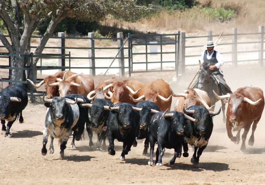 Cadiz: Andalusian Horses and Bulls Country Show - Key points before you book