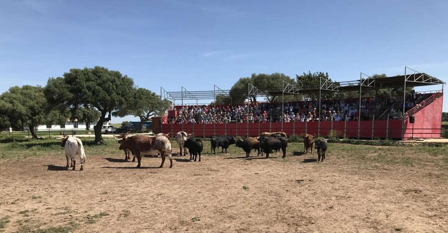 Cadiz: Andalusian Horses and Bulls Country Show - At El Carrascal, bulls come first
