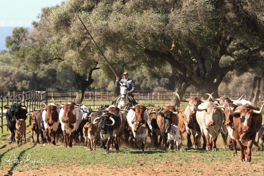 Cadiz: Andalusian Horses and Bulls Country Show - A short show with a clear rhythm