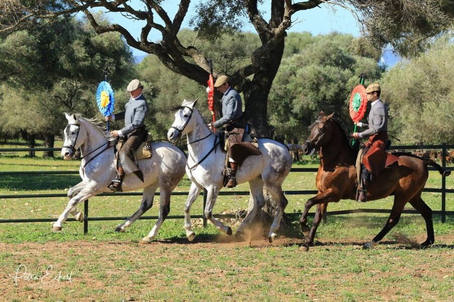 Cadiz: Andalusian Horses and Bulls Country Show - Explanations in four languages