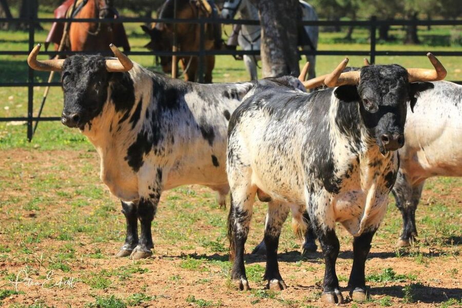 Cadiz: Andalusian Horses and Bulls Country Show - Who will enjoy this ranch visit?