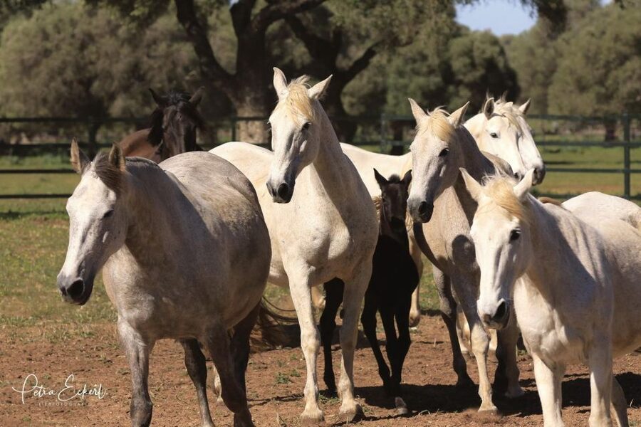 Cadiz: Andalusian Horses and Bulls Country Show - What the bull presentation shows you