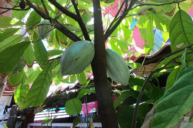Chocolate Tasting & mayan Presentation - Timing, transport, and cruise-day planning