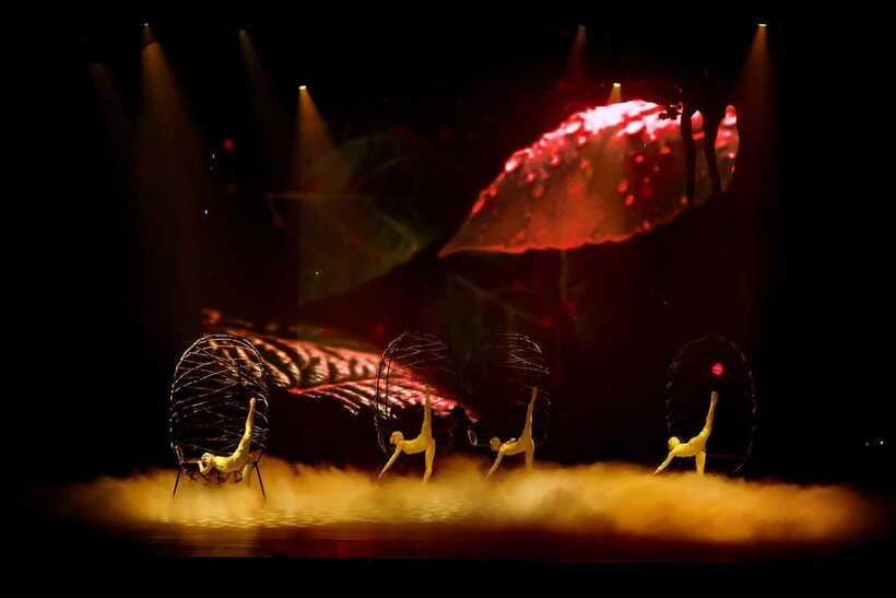 Da Nang: Tiên Sa Show Ticket - Who will enjoy this show most?
