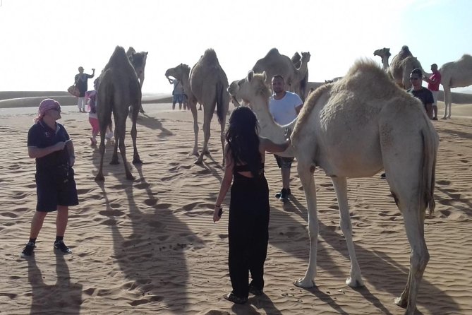 Desert Safari Tour, Quad Bike with BBQ Dinner & Show from Dubai - The camel ride is short but still worth doing
