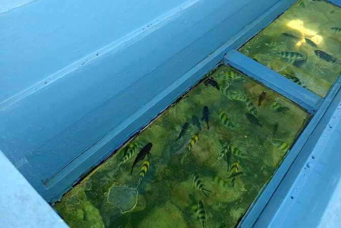 Diani Beach: Glass-bottom Boat Ride with Underwater Show - Sandbank time for swimming and snorkeling