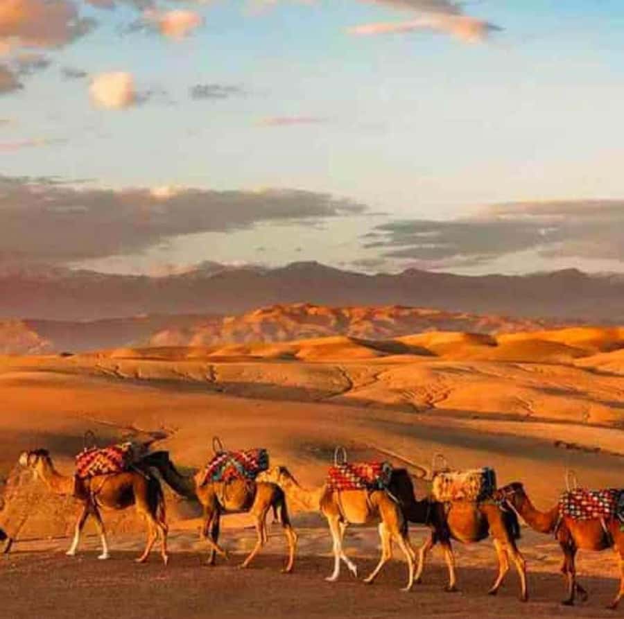 DINNER IN AGAFAY DESERT UNDER THE STARS WITH SHOW AND CAMELS - Why Agafay works for a one-evening desert trip