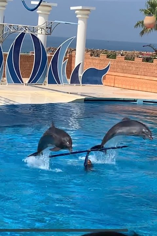 Dolphin Park Entry with Live Show and Pickup - What the three-hour dolphin park visit is really like