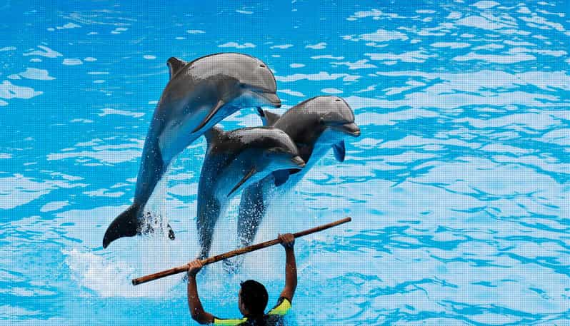 Dolphin Park Entry with Live Show and Pickup - Sea lions first, then dolphins in the pool