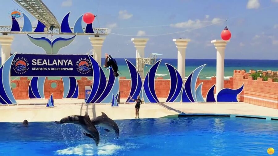 Dolphin Park Entry with Live Show and Pickup - What the $57 price covers