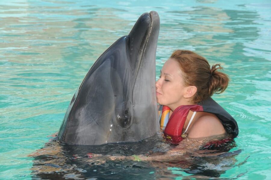 Dolphin Park Entry with Live Show and Pickup - Adding the optional dolphin swim