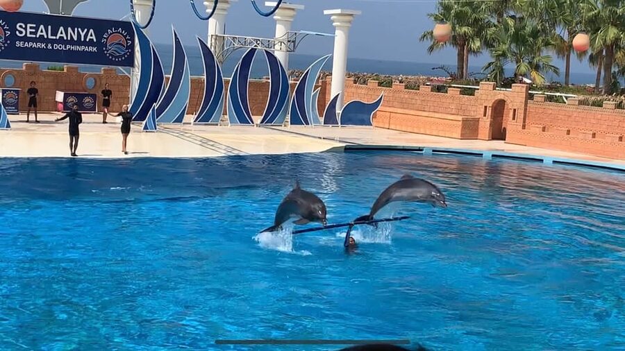 Dolphin Park Entry with Live Show and Pickup - Photos, videos, and the best way to remember the show