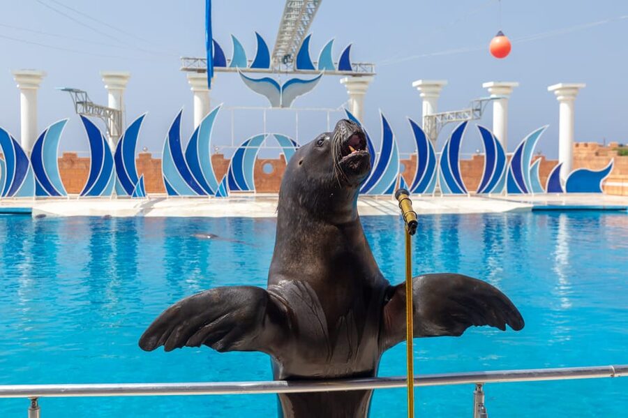 Dolphin Park Entry with Live Show and Pickup - My verdict on the dolphin park experience