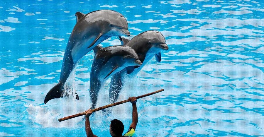 Dolphin Park Entry with Live Show and Pickup - Hotel pickup from Alanya, Antalya, or Side