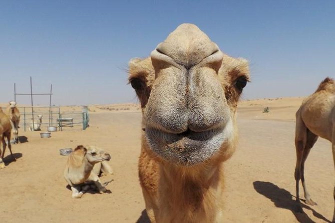 Dubai Desert Afternoon Quad Safari with Camel Ride, BBQ Dinner and Belly Dancing - BBQ dinner with Arabic dishes