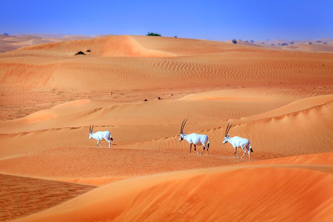 Dubai Experience: Quad bike, BBQ Dinner and Live Show - From Dubai streets to red desert dunes
