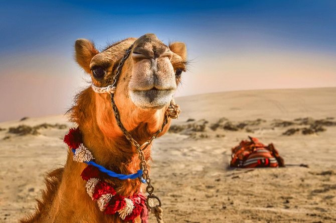 Dubai: Extreme Desert Safari, Camel Ride, Show & BBQ Dinner - Forty-five minutes of dune bashing