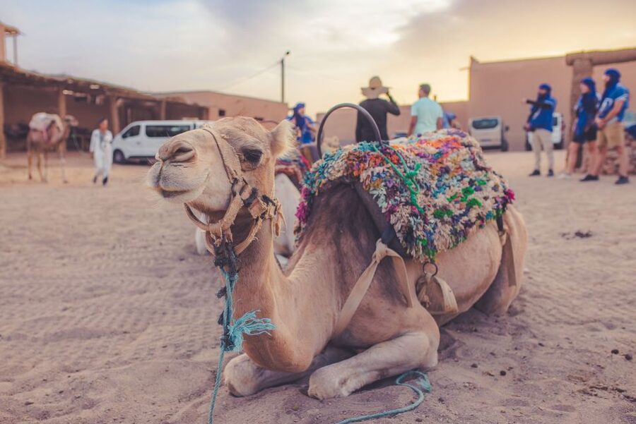 From Marrakech: Agafay Desert Camel Ride and Dinner and Show - A Moroccan dinner under the Berber tent