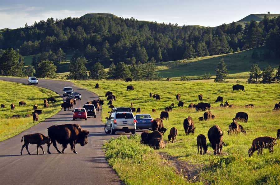 From Rapid City: Mt Rushmore-Crazy Horse-CSP Wildlife Loop - Custer, the Black Hills’ oldest town