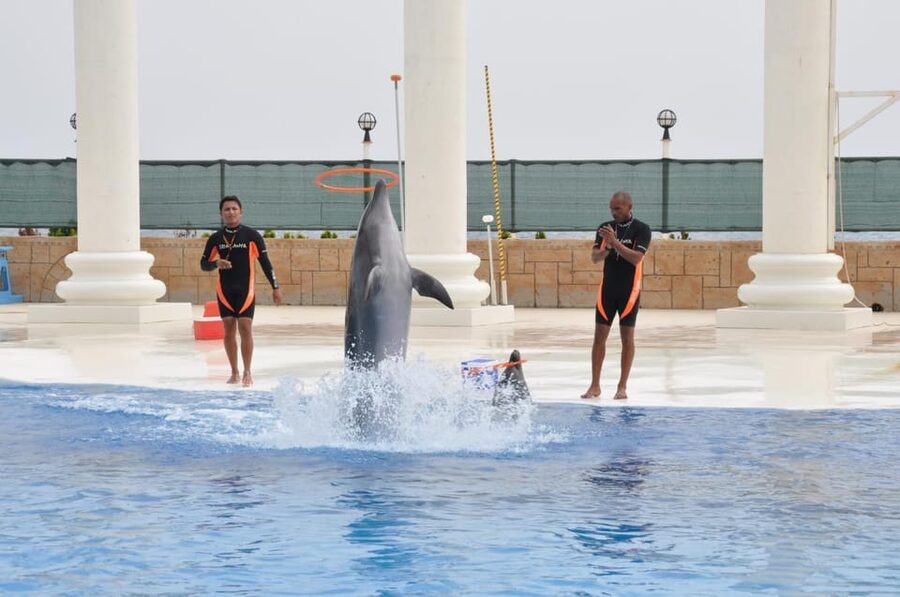 From Side Dolphin and Seal Show Ticket with Hotel Transfers - Should you add the swimming option?