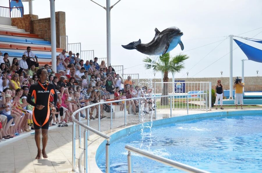 From Side Dolphin and Seal Show Ticket with Hotel Transfers - The educational side of the show