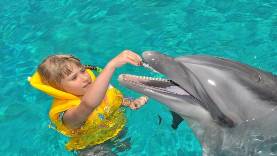 From Side Dolphin and Seal Show Ticket with Hotel Transfers - What the $42 price includes