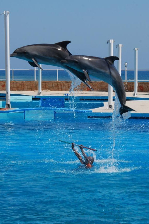 From Side Dolphin and Seal Show Ticket with Hotel Transfers - The dolphin performance: movement, music, and trainer signals