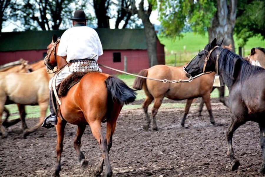 Full-Day at Santa Susana Ranch with BBQ, Drinks and Show - Tango and folklore during lunch
