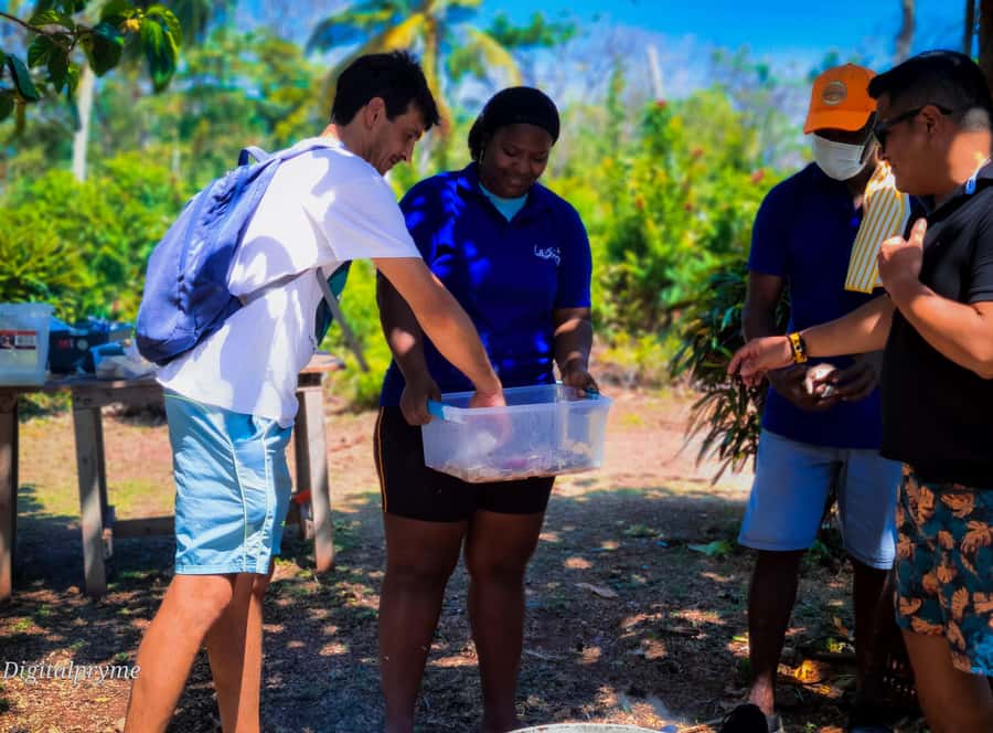 Gastronomic and musical experiences in San Andres Rondontour - Starting with coconut water and island food stories