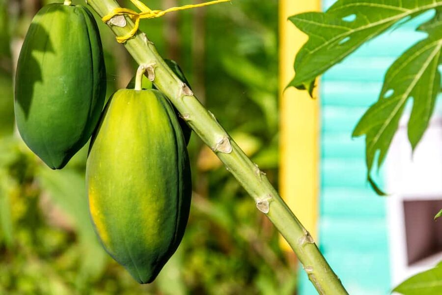 Higuey: Full-Day Tour with River Boat, Lunch, & Voodoo Show - Key points to know before booking