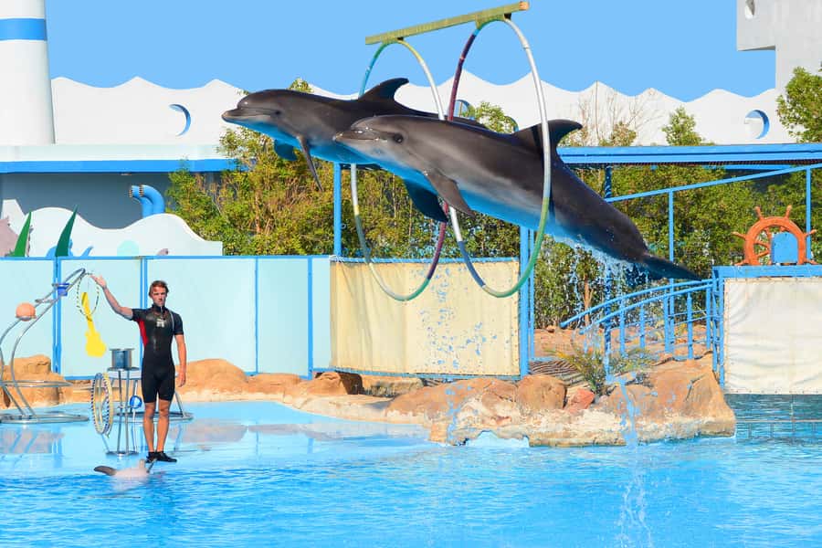 Hurghada: Dolphin World Show with Walruses and Pickup - Getting good seats and finding your way around