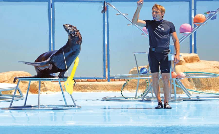 Hurghada: Dolphin World Show with Walruses and Pickup - Optional dolphin swimming and photo sessions