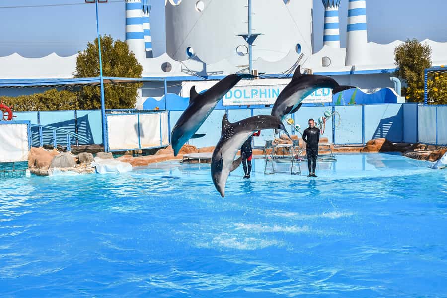 Hurghada: Dolphin World Show with Walruses and Pickup - Is the $23 price good value?