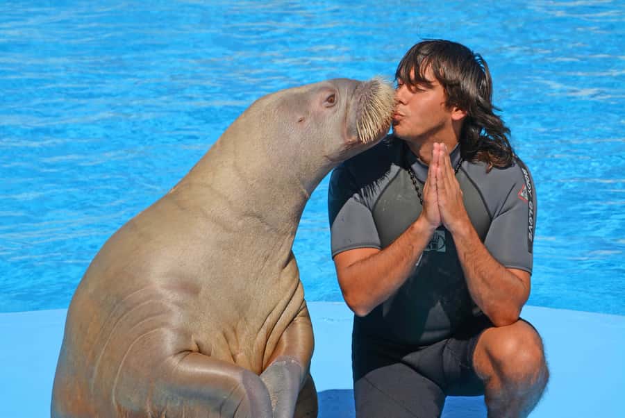 Hurghada: Dolphin World Show with Walruses and Pickup - Who will enjoy this most?