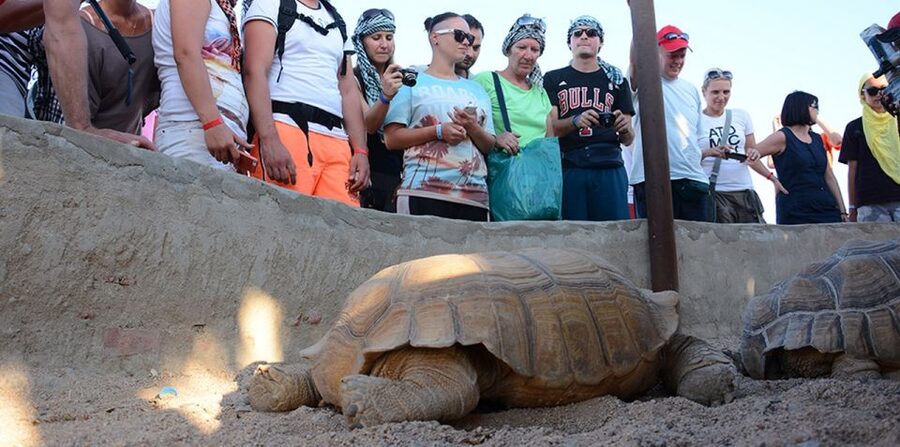Hurghada: Quad Bike, Camel, Show, Dinner, & Stargazing Trip - Sunset dinner, entertainment, and stars