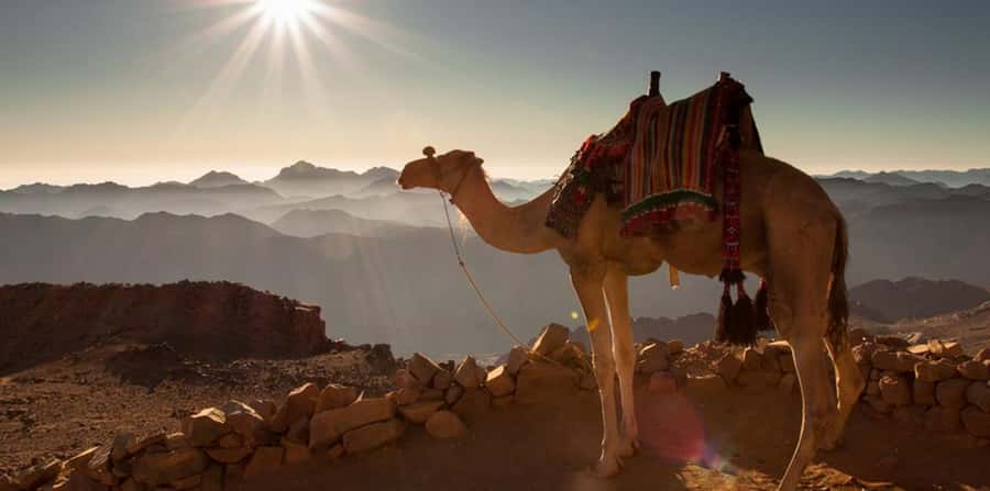 Hurghada: Sea & Desert Camel Ride w/Dinner, Show, Stargazing - The sunset dinner, show, and stars