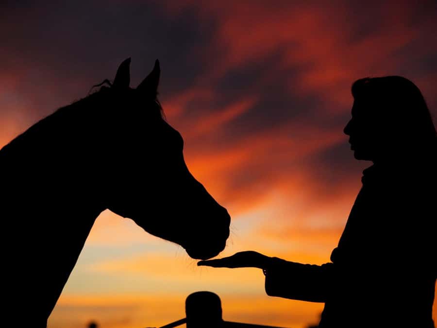 Hurghada: Sea & Desert Horse Tour, Stargazing, Dinner & Show - Key points to know before you book
