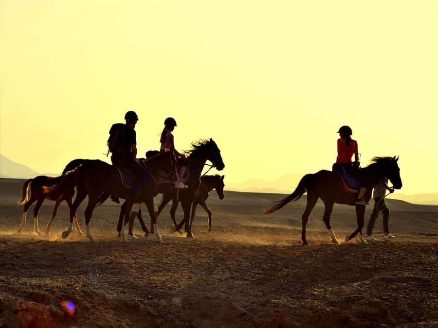 Hurghada: Sea & Desert Horse Tour, Stargazing, Dinner & Show - Who should book, and who should skip it