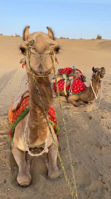 Jeep & Camel Ride, Musical Evening in The Desert Luxury Camp - How much value do you get for $45?